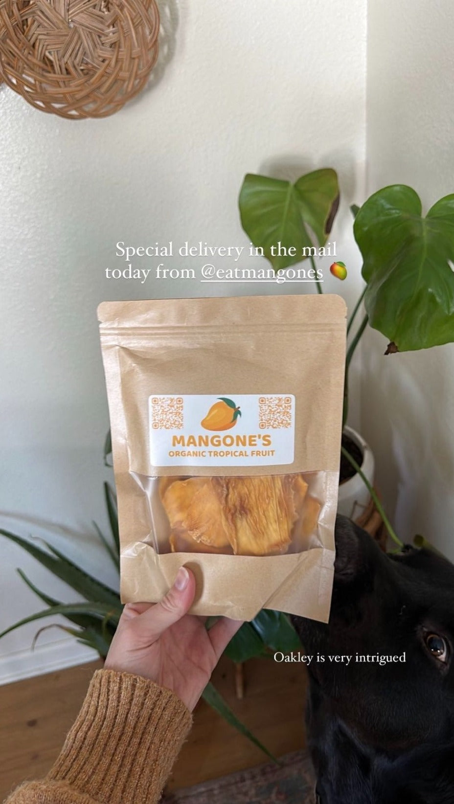 Organic Dried Mango